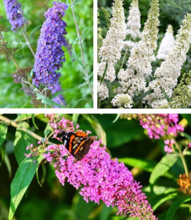 Buddleja davidii mix farieb